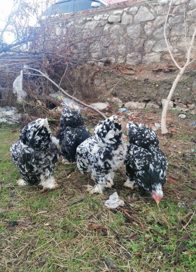 Black Modled Brahma Kuluçkalık Yumurta