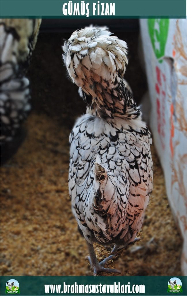 Gümüş Fizan Tavuk Özellikleri İstanbul Süs TAVUKLARI Gümüş Fizan Kuluçkalık Yumurta