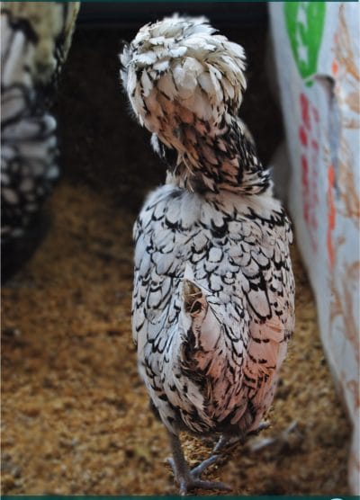 Gümüş Fizan Kuluçkalık Yumurta