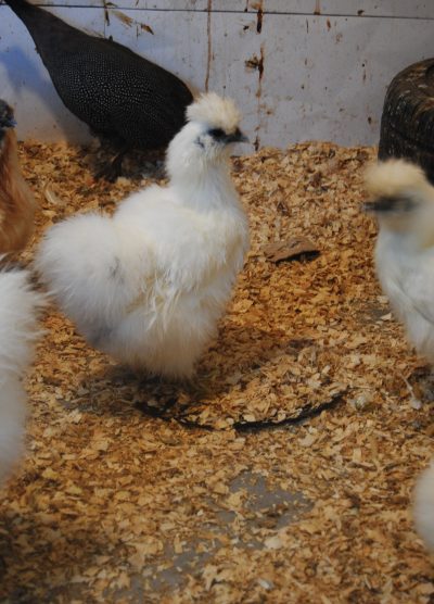 Hollanda Habeş Kuluçkalık Yumurta