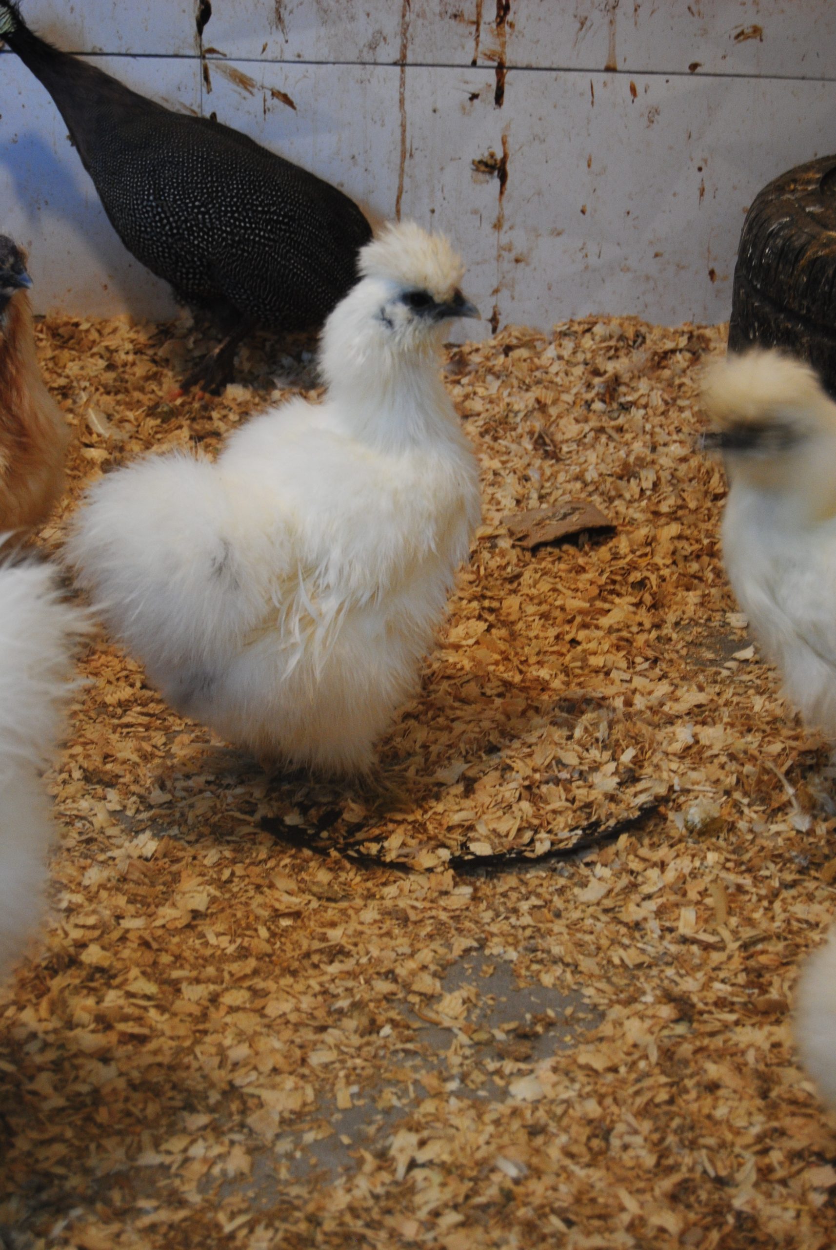 Hollanda Habeş Kuluçkalık Yumurta İstanbul Süs TAVUKLARI Hollanda Habeş Kuluçkalık Yumurta