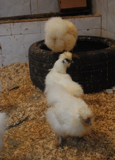 Hollanda Habeş Kuluçkalık Yumurta