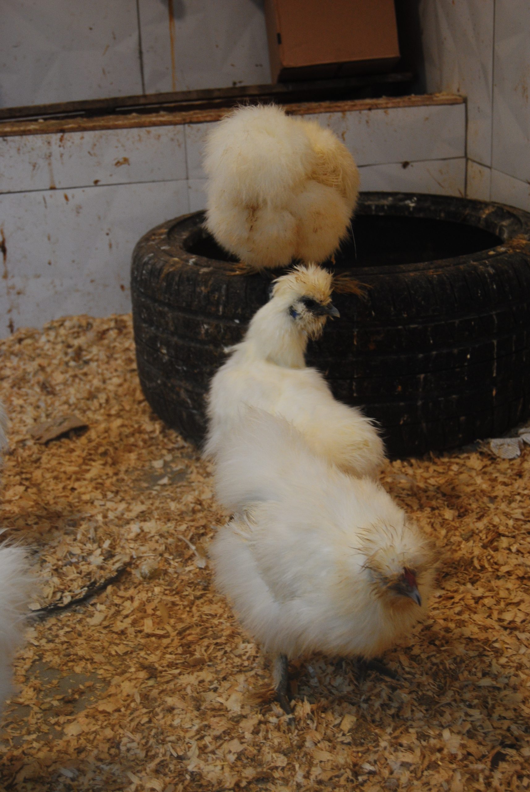 Hollanda Habeş Kuluçkalık Yumurta İstanbul Süs TAVUKLARI Hollanda Habeş Kuluçkalık Yumurta