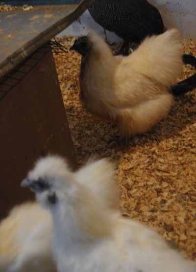 Hollanda Habeş Kuluçkalık Yumurta