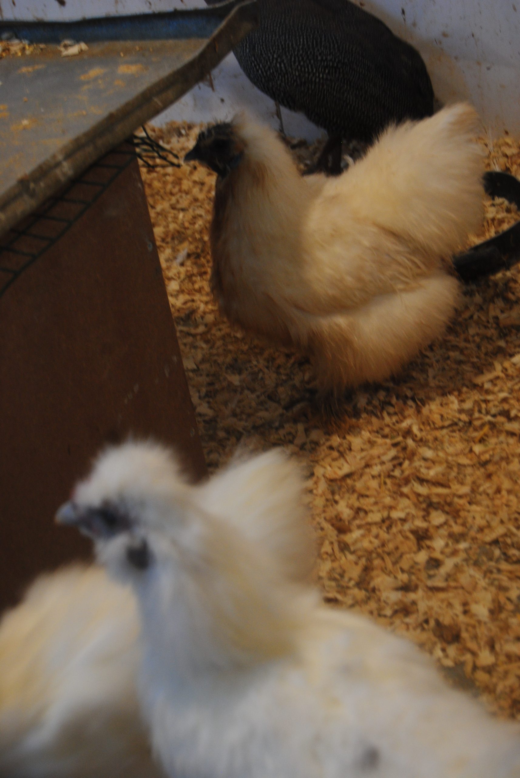 Hollanda Habeş Kuluçkalık Yumurta İstanbul Süs TAVUKLARI Hollanda Habeş Kuluçkalık Yumurta