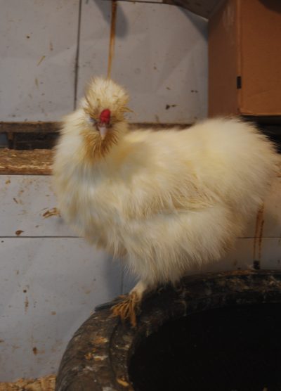 Hollanda Habeş Kuluçkalık Yumurta