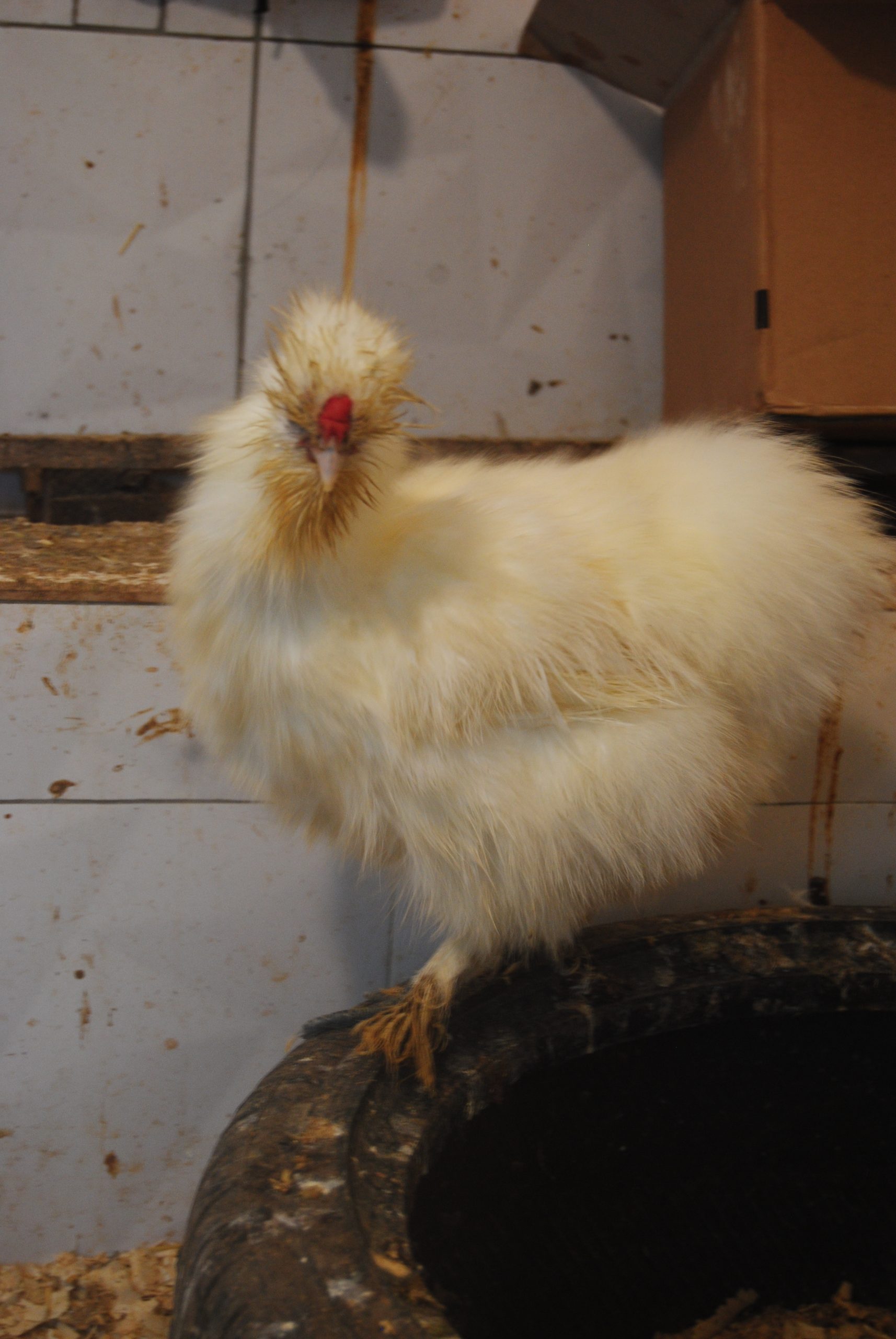 Hollanda Habeş Kuluçkalık Yumurta İstanbul Süs TAVUKLARI Hollanda Habeş Kuluçkalık Yumurta