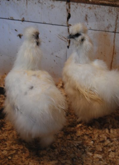 Hollanda Habeş Kuluçkalık Yumurta