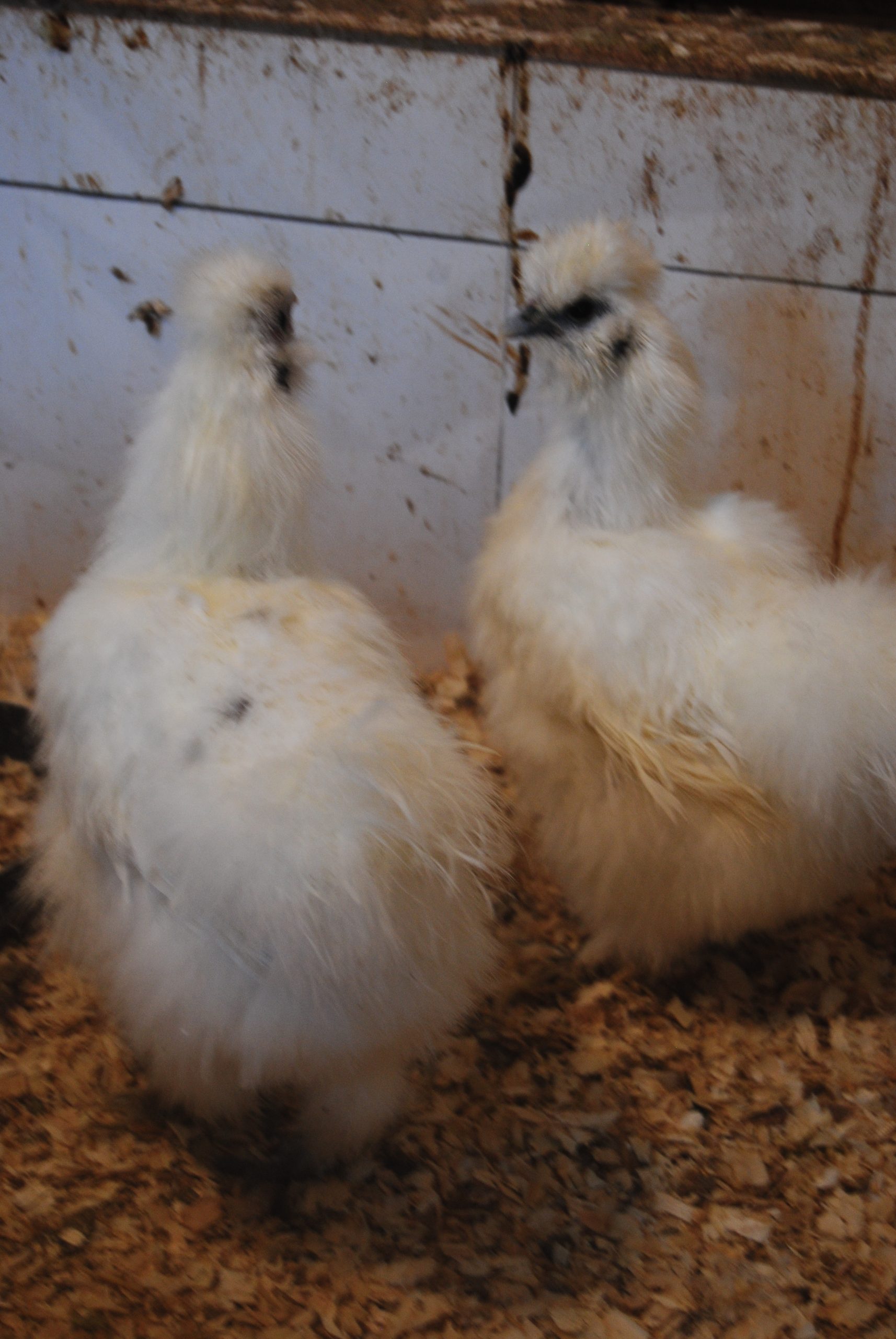 Hollanda Habeş Kuluçkalık Yumurta İstanbul Süs TAVUKLARI Hollanda Habeş Kuluçkalık Yumurta