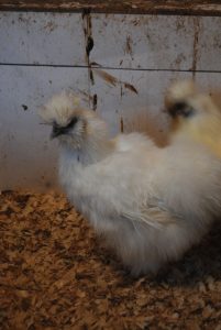 Hollanda Habeş Kuluçkalık Yumurta İstanbul Süs TAVUKLARI Hollanda Habeş Kuluçkalık Yumurta