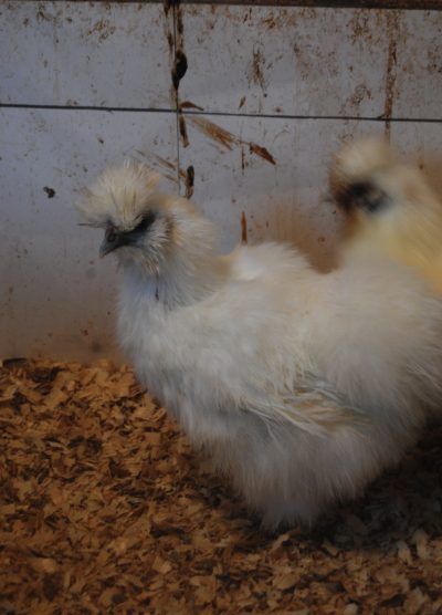 Hollanda Habeş Kuluçkalık Yumurta