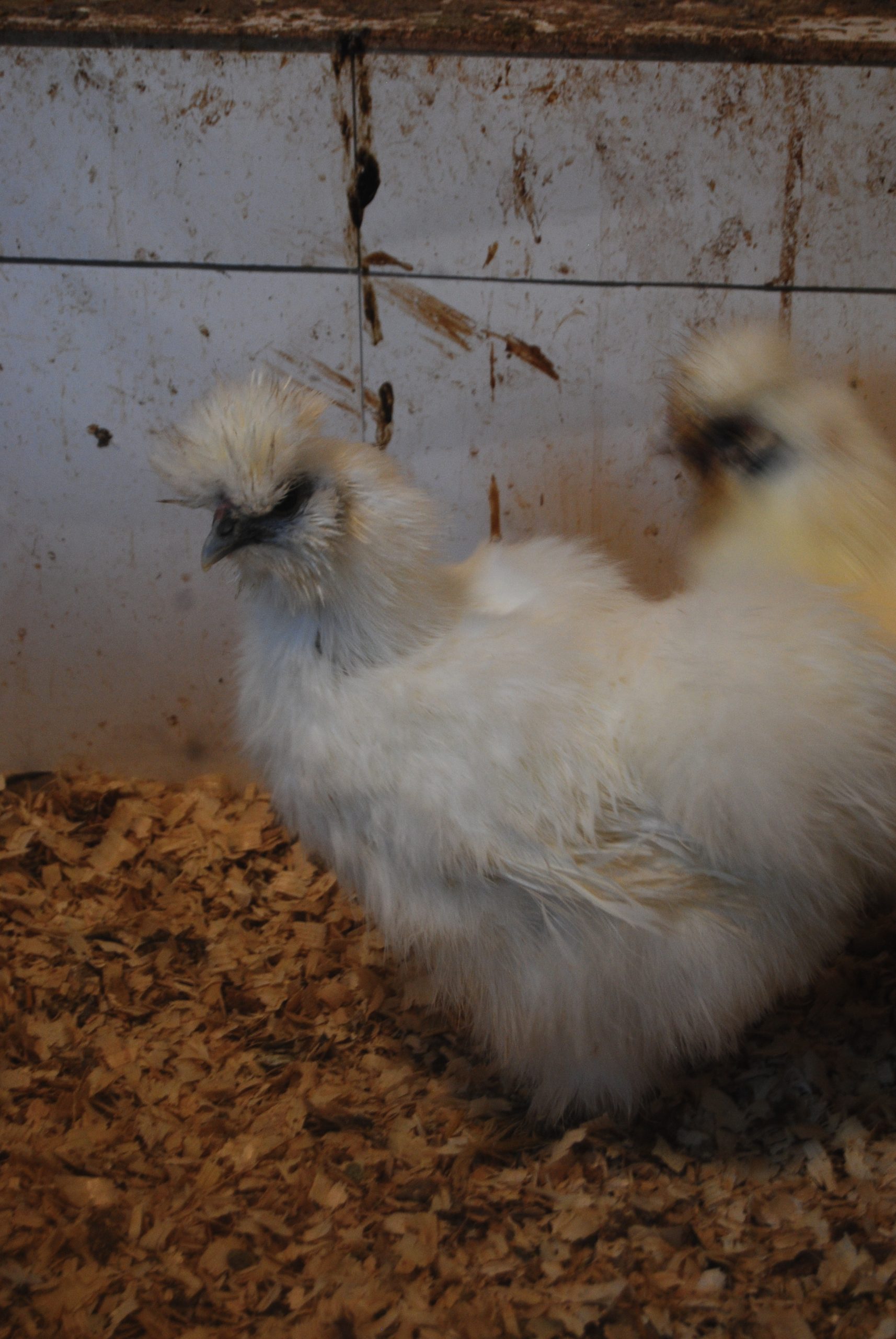 Hollanda Habeş Kuluçkalık Yumurta İstanbul Süs TAVUKLARI Hollanda Habeş Kuluçkalık Yumurta