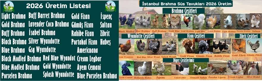 Brahma Tavuk Çeşitleri İstanbul Süs TAVUKLARI Kuluçkalık Yumurta
