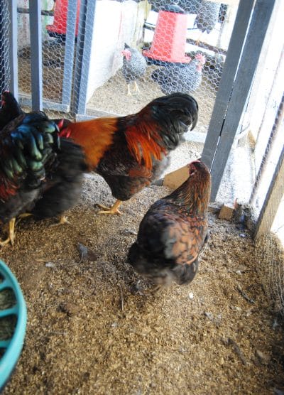 Gold Wyandotte Kuluçkalık Yumurta