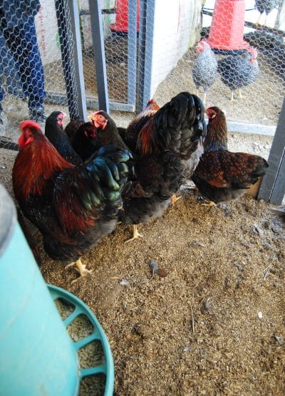 Gold Wyandotte Kuluçkalık Yumurta