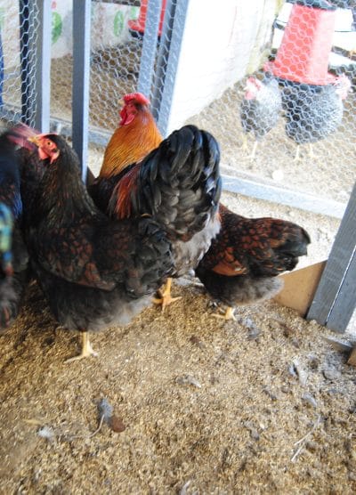 Gold Wyandotte Kuluçkalık Yumurta