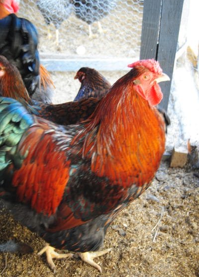 Gold Wyandotte Kuluçkalık Yumurta