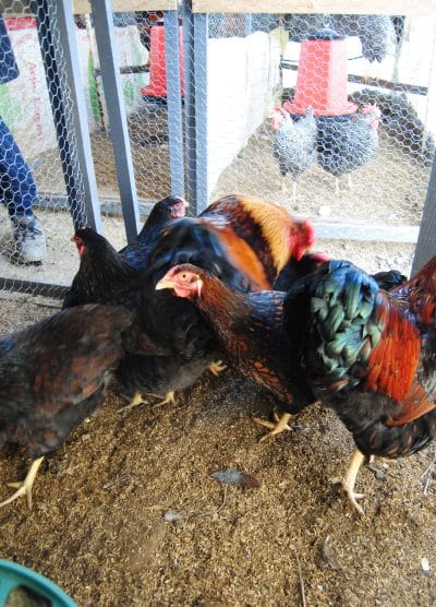 Gold Wyandotte Kuluçkalık Yumurta