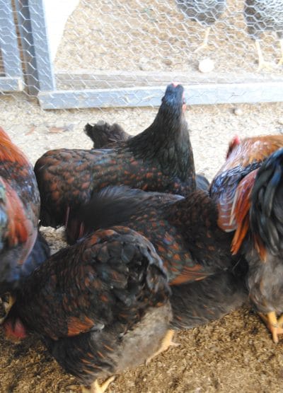 Gold Wyandotte Kuluçkalık Yumurta