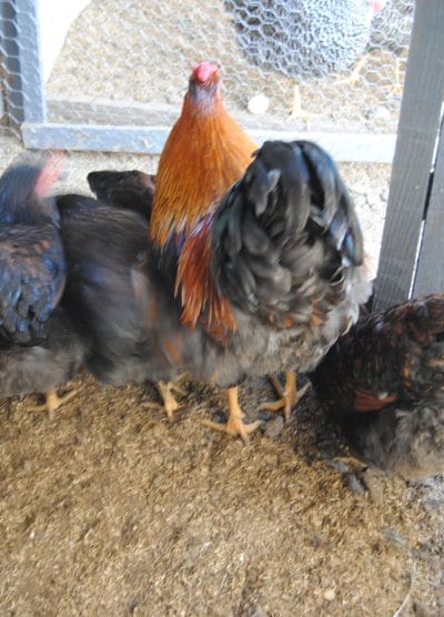 Gold Wyandotte Kuluçkalık Yumurta