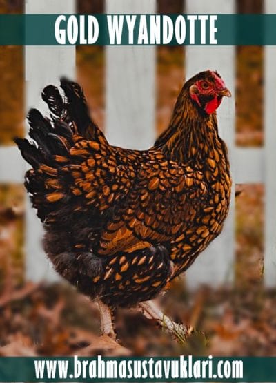 Gold Wyandotte Kuluçkalık Yumurta