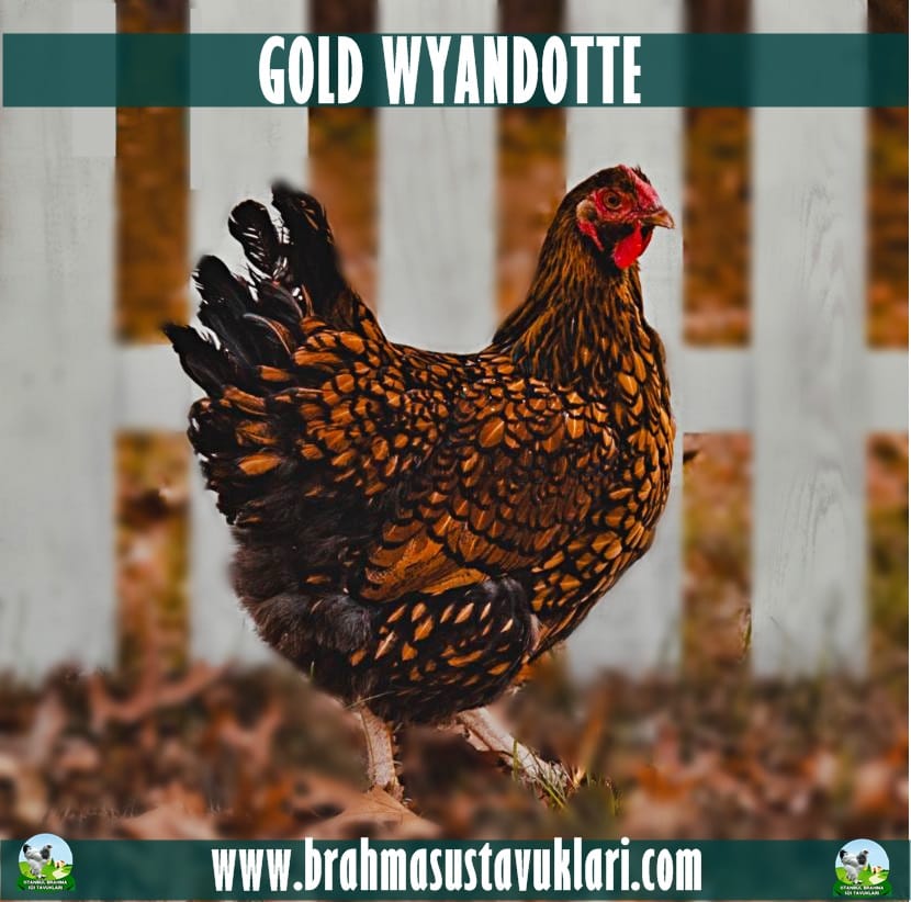 Gold Wyandotte Tavuk Özellikleri İstanbul Süs TAVUKLARI Gold Wyandotte Tavuk Özellikleri