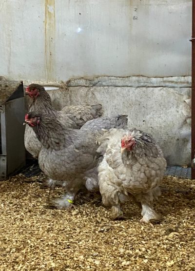 Blue Brahma Kuluçkalık Yumurta