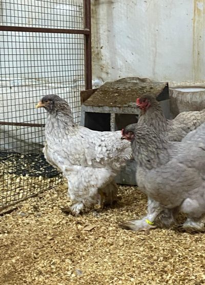 Blue Brahma Kuluçkalık Yumurta