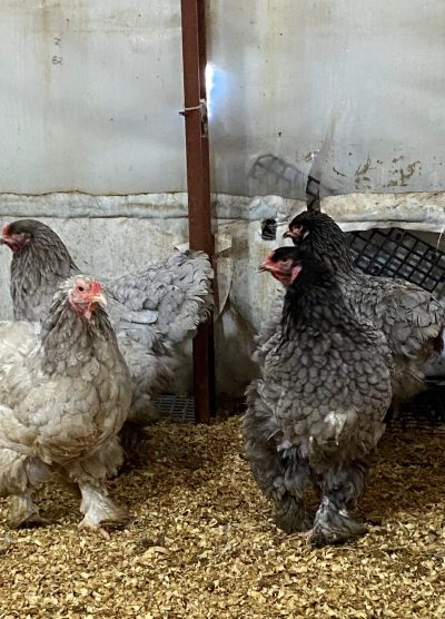 Blue Brahma Kuluçkalık Yumurta