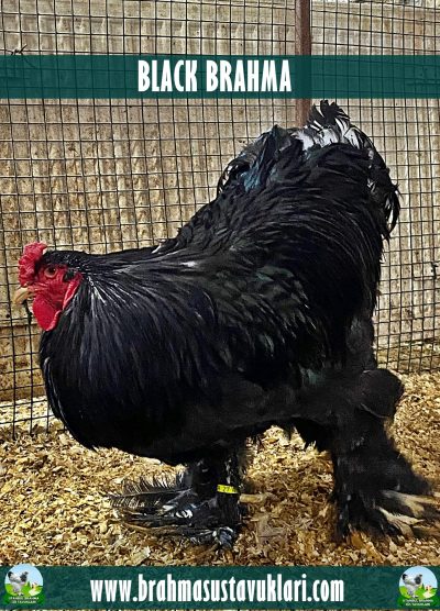 13.06.2023 Yeni Civciv Çıkımı - Beyaz Keklik,Bıldırcın,Brahma,Cemani İstanbul Süs TAVUKLARI Black Brahma Kuluçkalık Yumurta