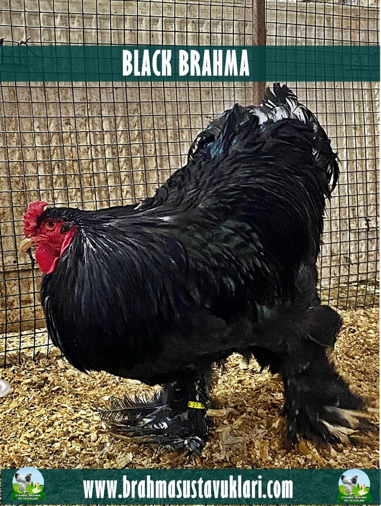 Black Brahma Tavuk Hakkında Bilgiler İstanbul Süs TAVUKLARI Black Brahma Kuluçkalık Yumurta