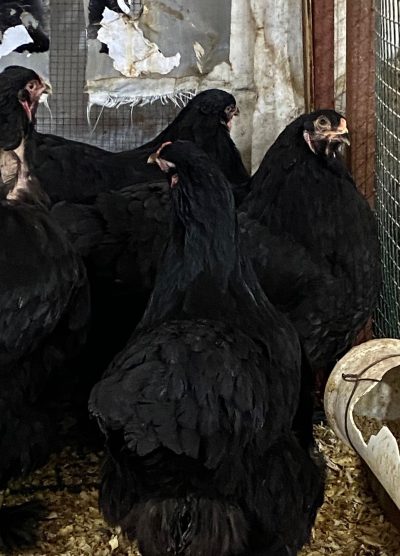 Black Brahma Kuluçkalık Yumurta