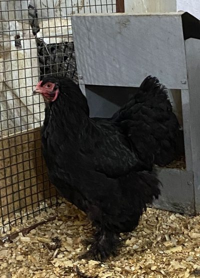 Black Brahma Kuluçkalık Yumurta