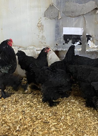 Black Brahma Kuluçkalık Yumurta