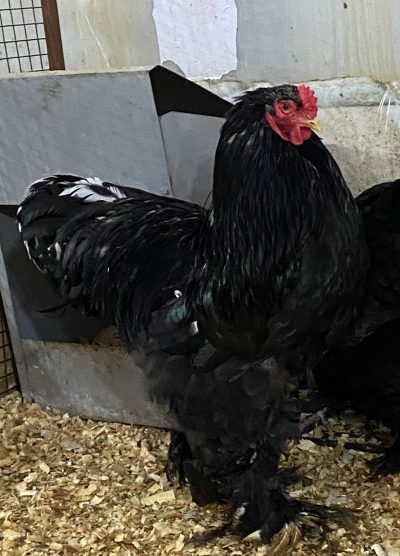 Black Brahma Kuluçkalık Yumurta