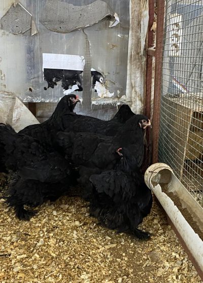 Black Brahma Kuluçkalık Yumurta