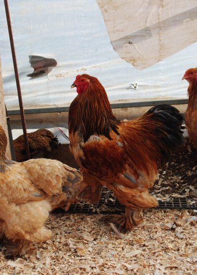 Buff Brahma Kuluçkalık Yumurta