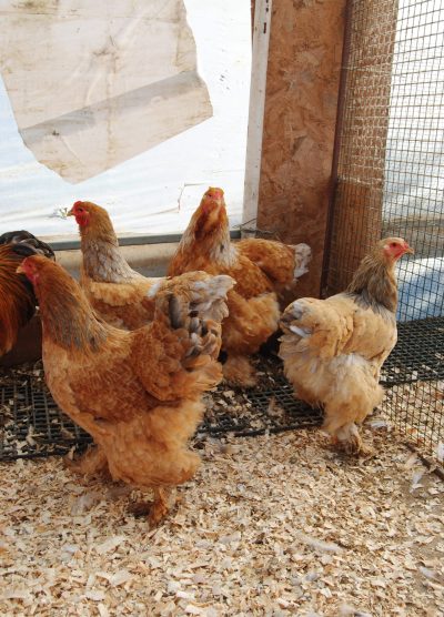 Buff Brahma Kuluçkalık Yumurta