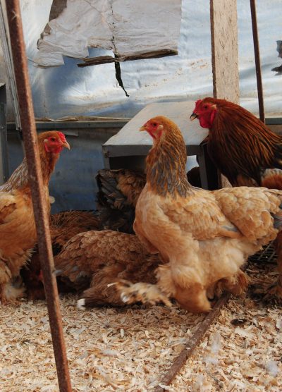 Buff Brahma Kuluçkalık Yumurta