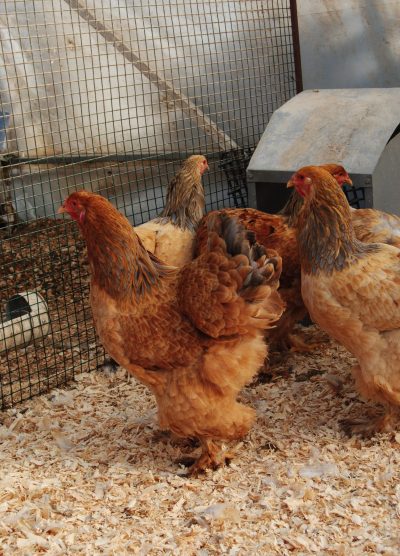 Buff Brahma Kuluçkalık Yumurta