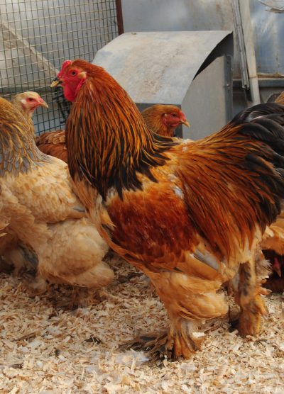 Buff Brahma Kuluçkalık Yumurta