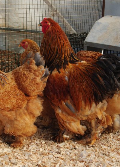 Buff Brahma Kuluçkalık Yumurta