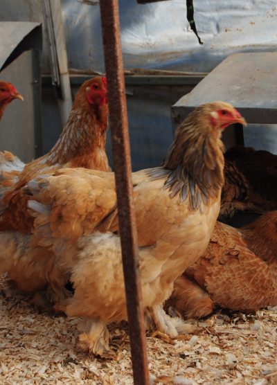 Buff Brahma Kuluçkalık Yumurta