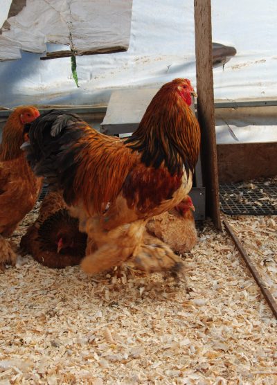 Buff Brahma Kuluçkalık Yumurta