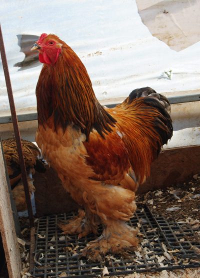 Buff Brahma Kuluçkalık Yumurta