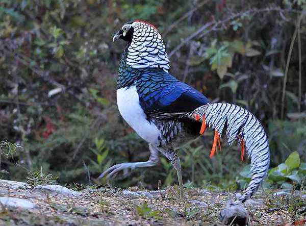 Elmas Sülün Özellikleri Sülün Cinsleri İstanbul Süs TAVUKLARI Kuluçkalık Yumurta