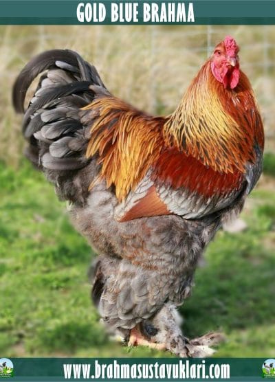 Gold Brahma Kuluçkalık Yumurta