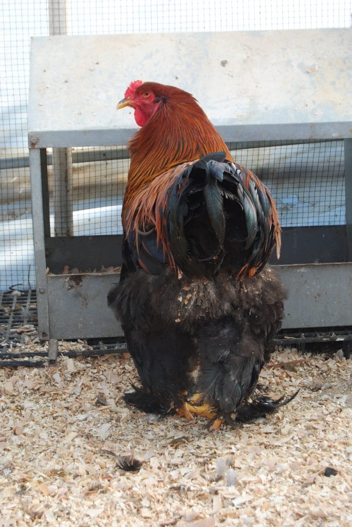 Brahma Tavuk Görünüm Özellikleri İstanbul Süs TAVUKLARI Gold Brahma Kuluçkalık Yumurta