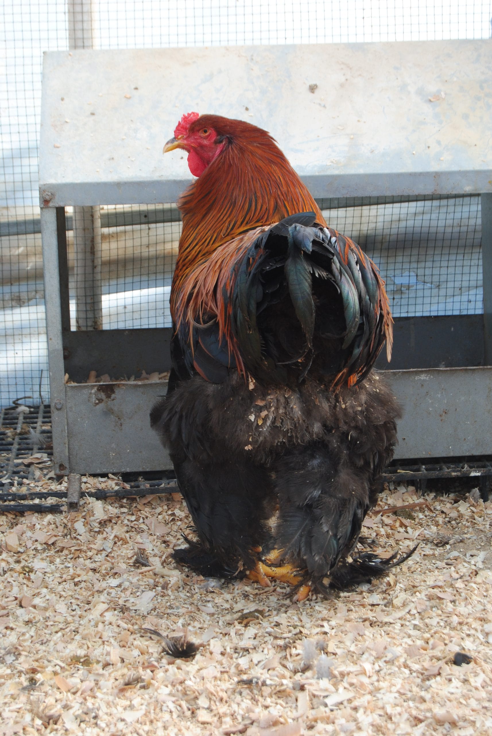 Brahma Tavuk Görünüm Özellikleri İstanbul Süs TAVUKLARI Gold Brahma Kuluçkalık Yumurta