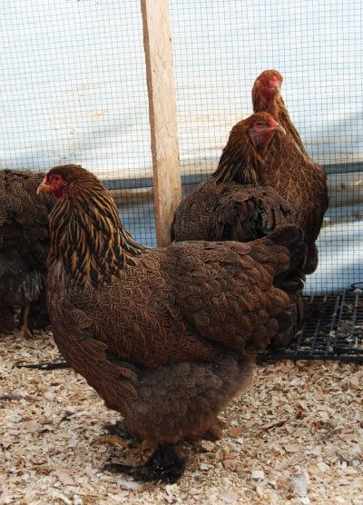 Gold Brahma Kuluçkalık Yumurta